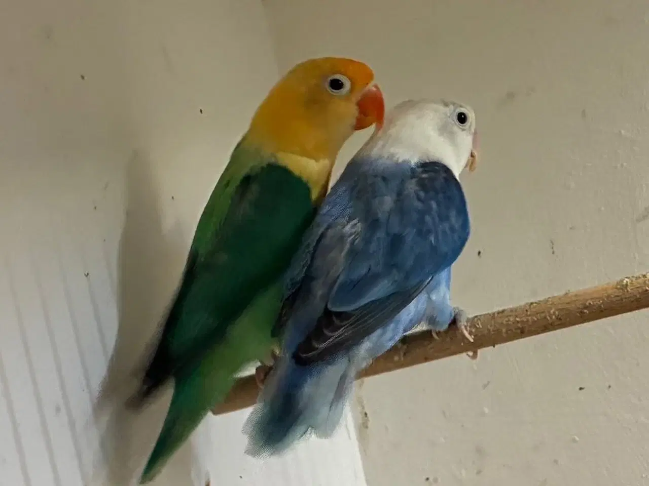 Billede 1 - Rødhovedet Dværgpapegøje