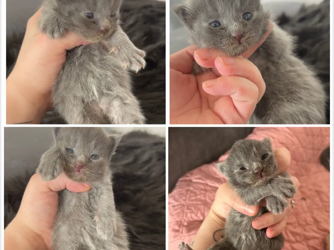 Billede 6 - Lækre Maine coon bamser 