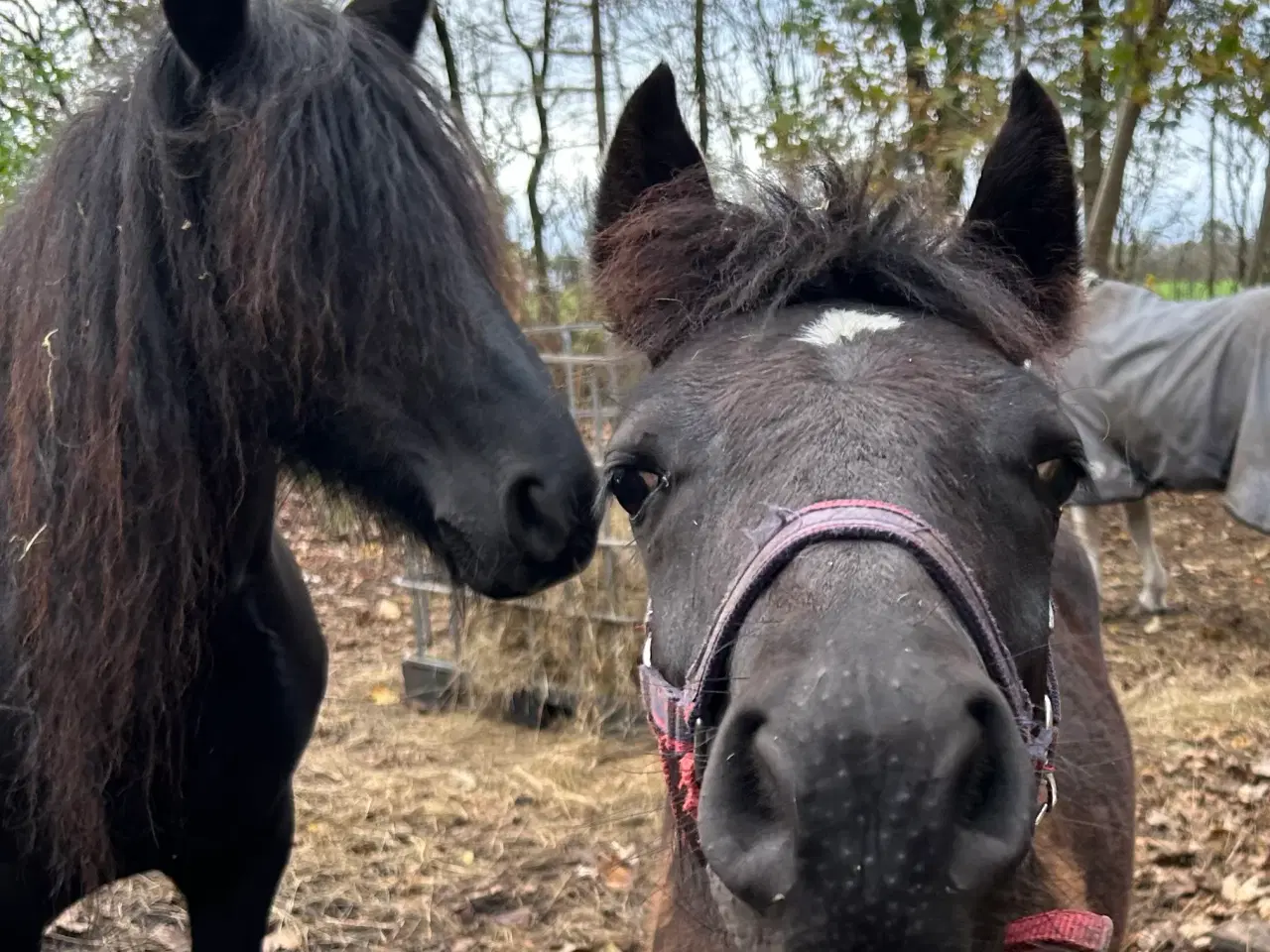 Billede 4 - Skønt Fell pony hingsteføl