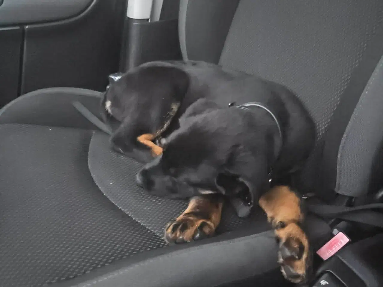 Billede 13 - Rottweiler / schæfer blanding