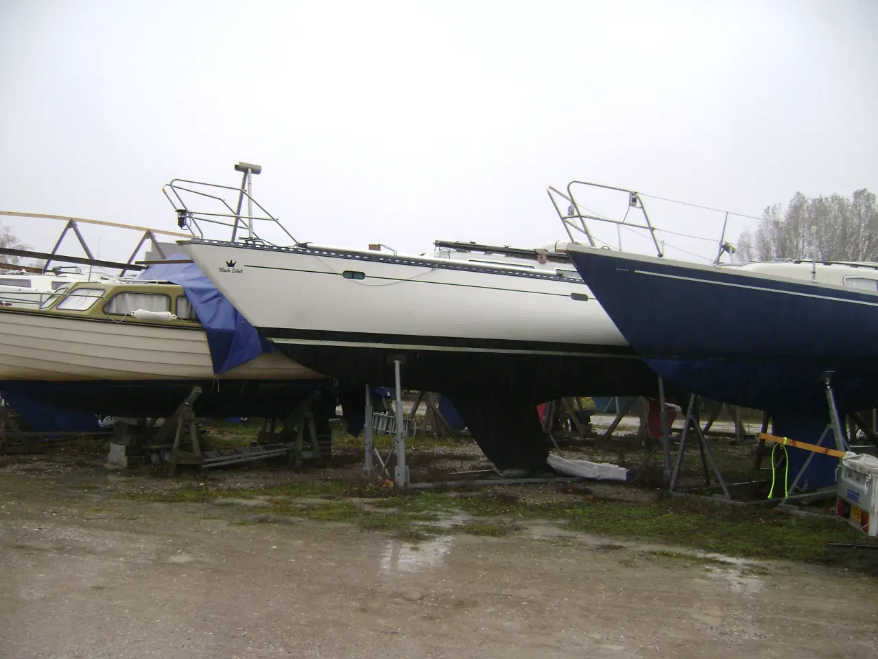 Billede 14 - Blue Dane 32