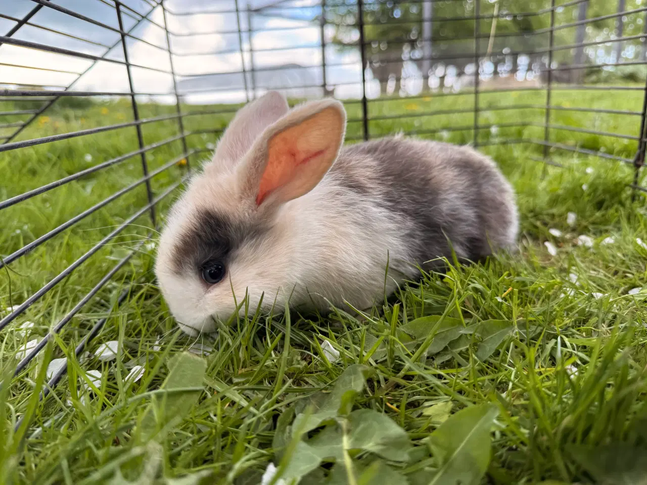 Billede 1 - Mini lop unge