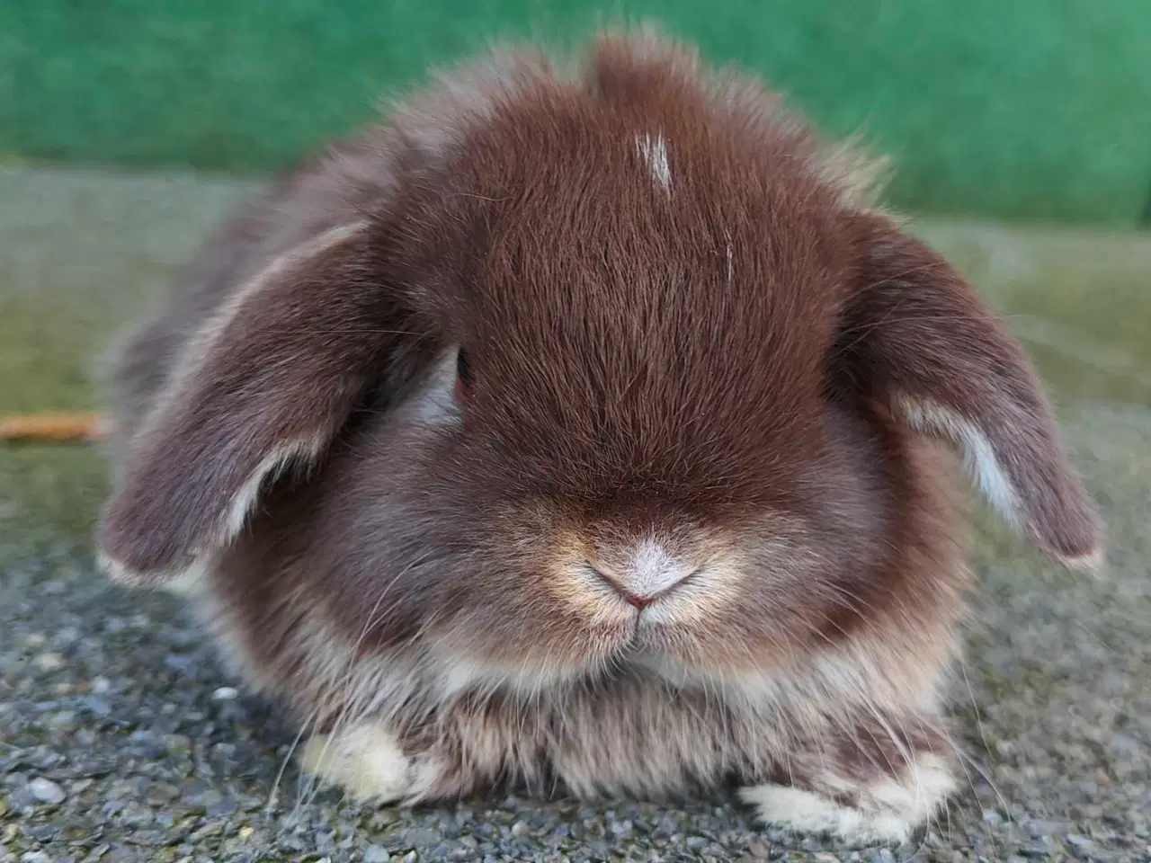 Billede 2 - Minilop hanunge