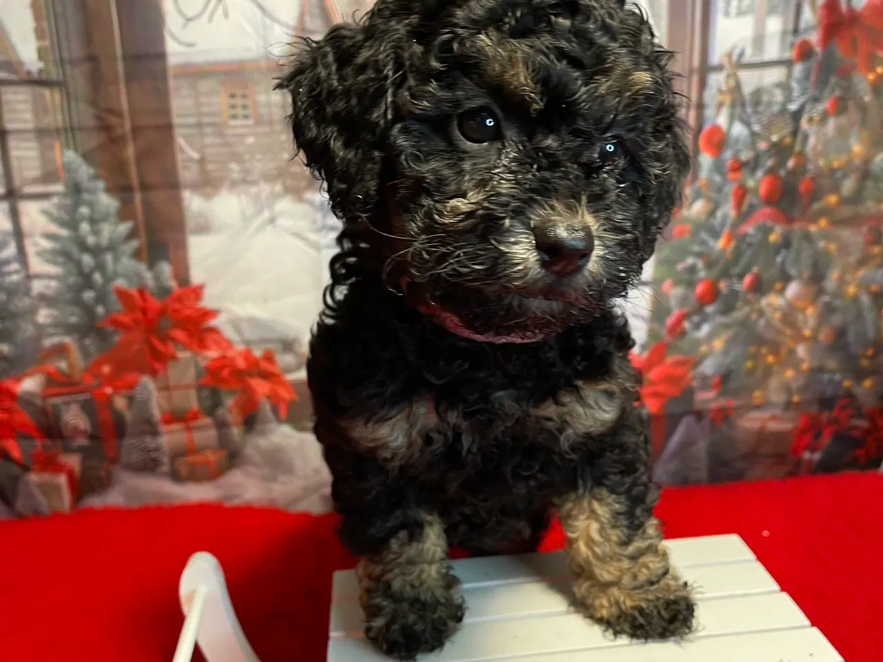 Billede 6 - Maltipoo hvalp inden jul /januar ?? 