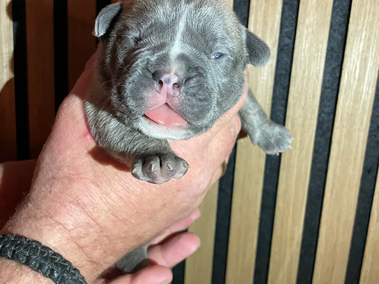 Billede 5 - New english bulldog/ Fluffy Frenchie hvalpe