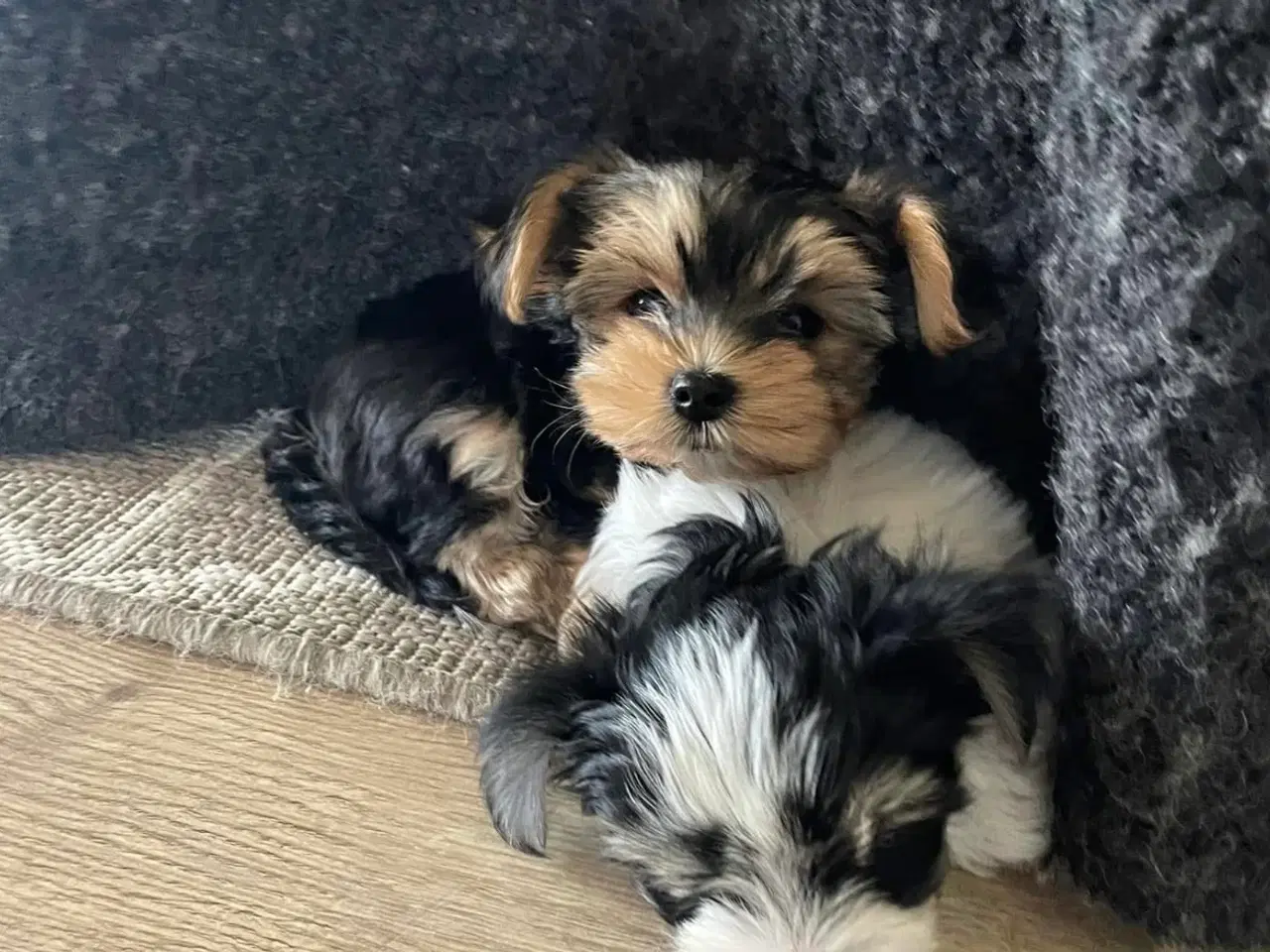 Billede 10 -  parring af Malteser /Yorkshire terrier 