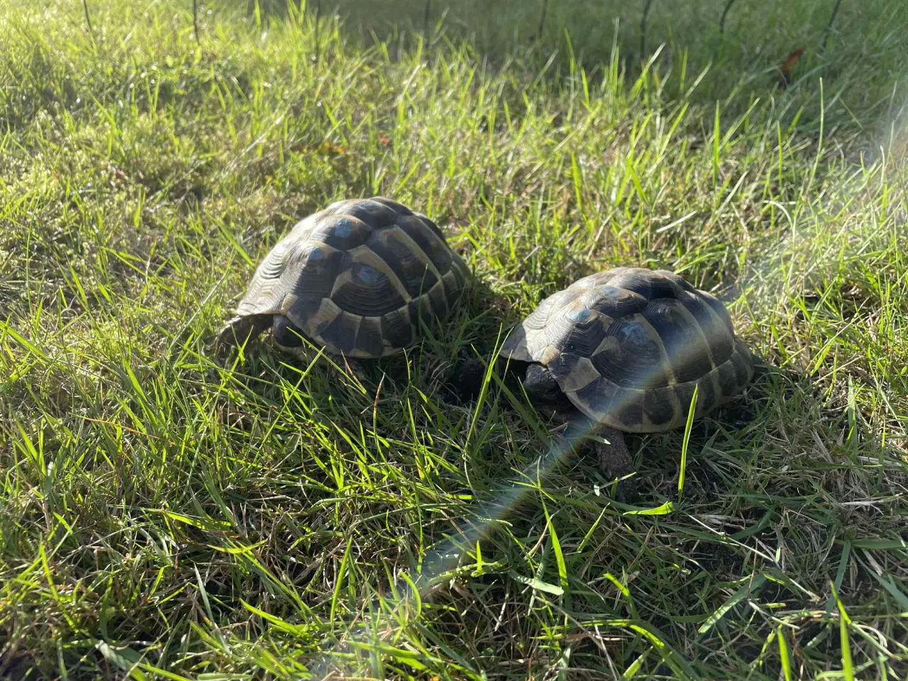 Billede 1 - 2 hun græske landskildpadder 8 år