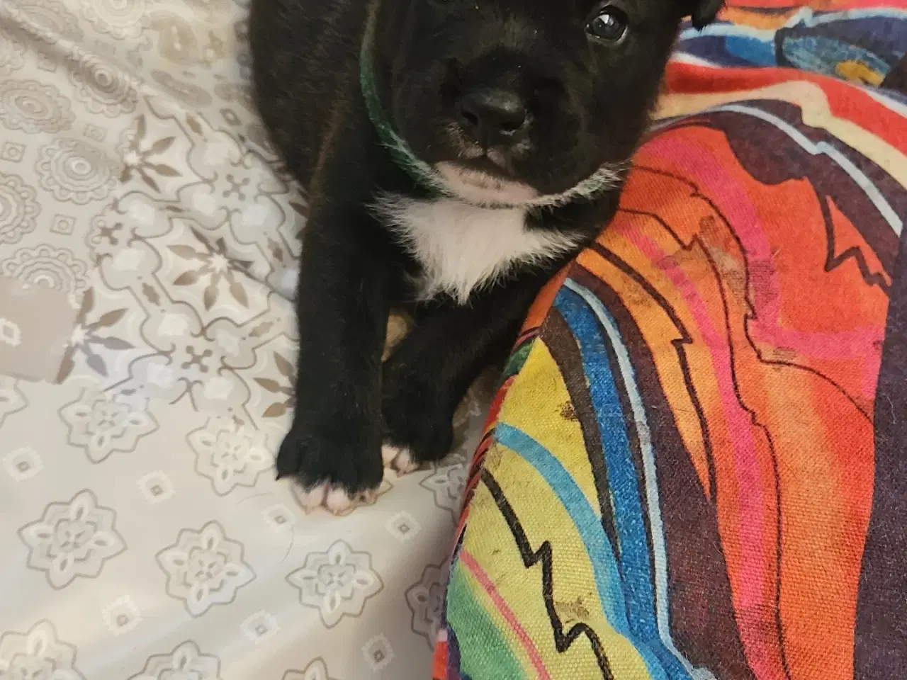 Billede 6 - 🐾 Staff Shiba inu Mix 🐾 