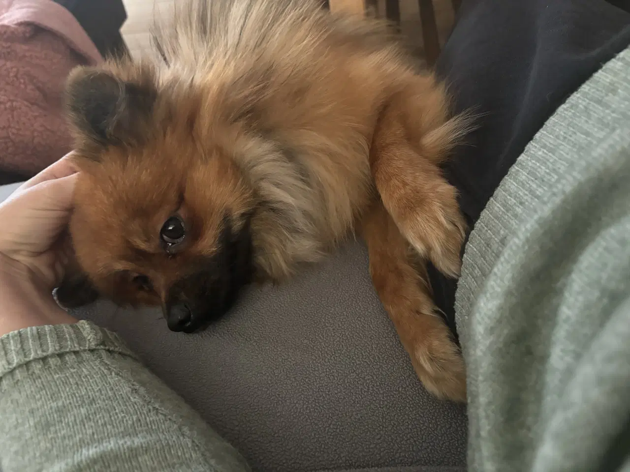 Billede 2 - Walter – Pomeranian han tilbydes til avl