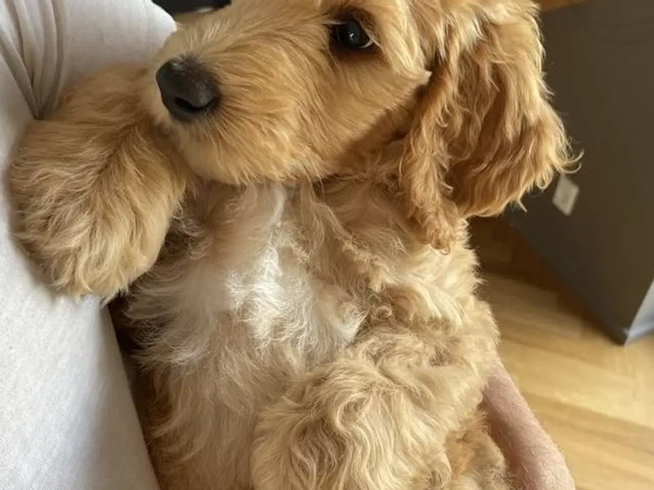 Billede 5 - Skøn multigen Labradoodle hvalp søger kærligt hjem
