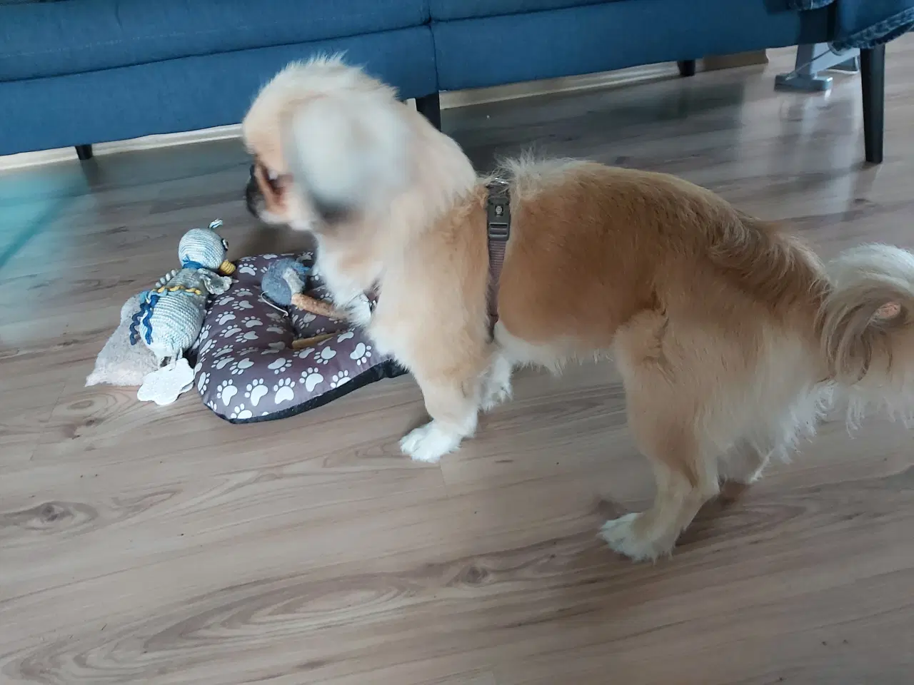 Billede 3 - Pekingeser hund