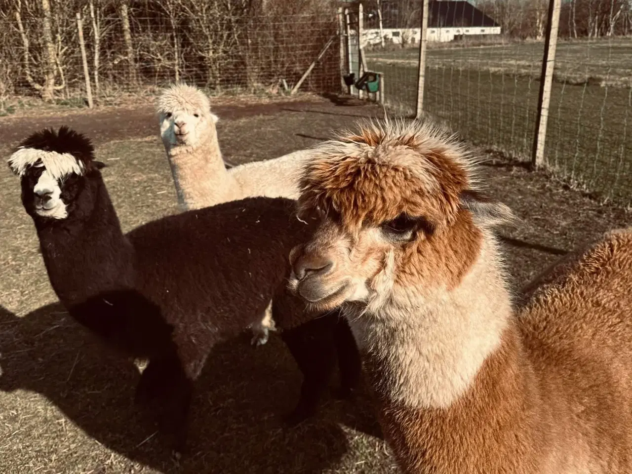 Billede 1 - Alpaca