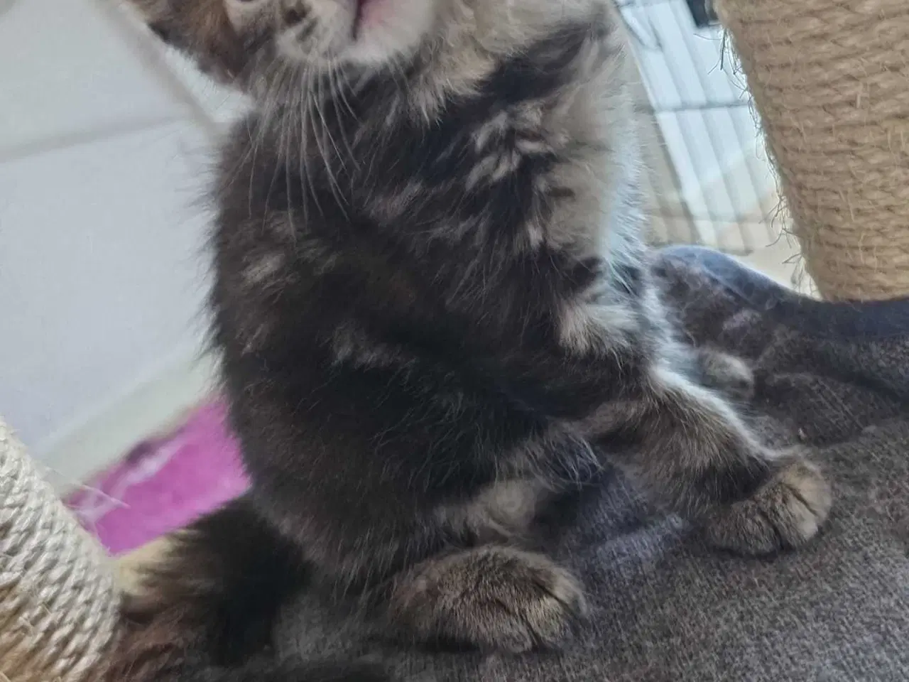 Billede 2 - Maine coon med stamtavle