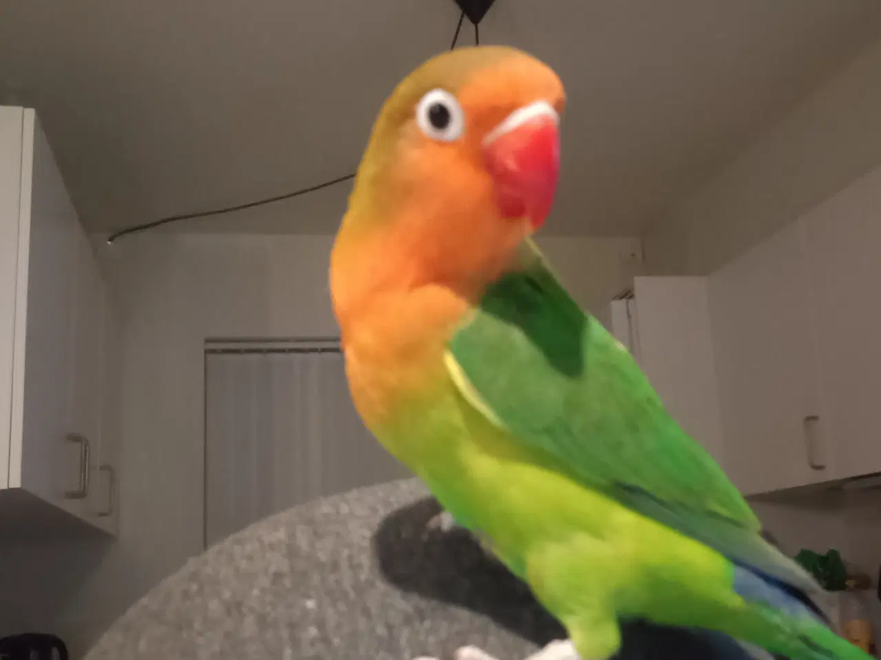 Billede 6 - 4 mdr. gamle dværgpapegøjerunger sælges 500 kr/stk