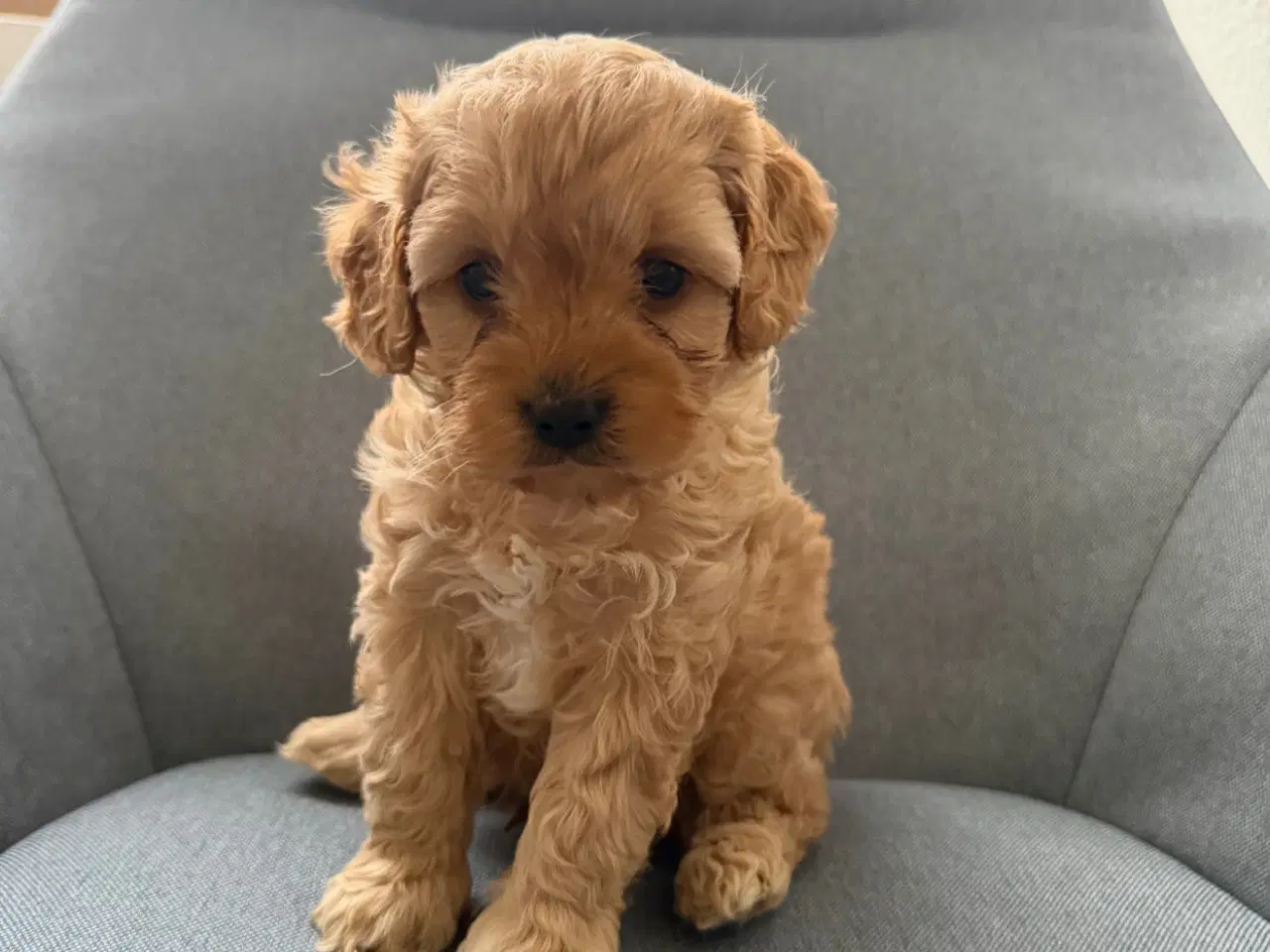 Billede 2 - Cavapoo hvalpe søger nyt hjem