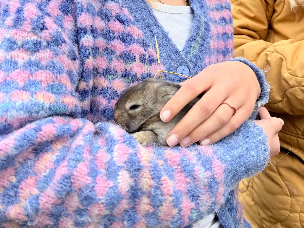 Billede 4 - Kaninunger søger nyt hjem