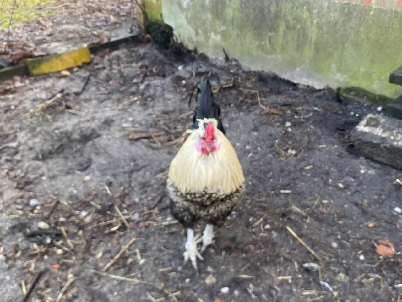 Billede 1 - Kokker/hane