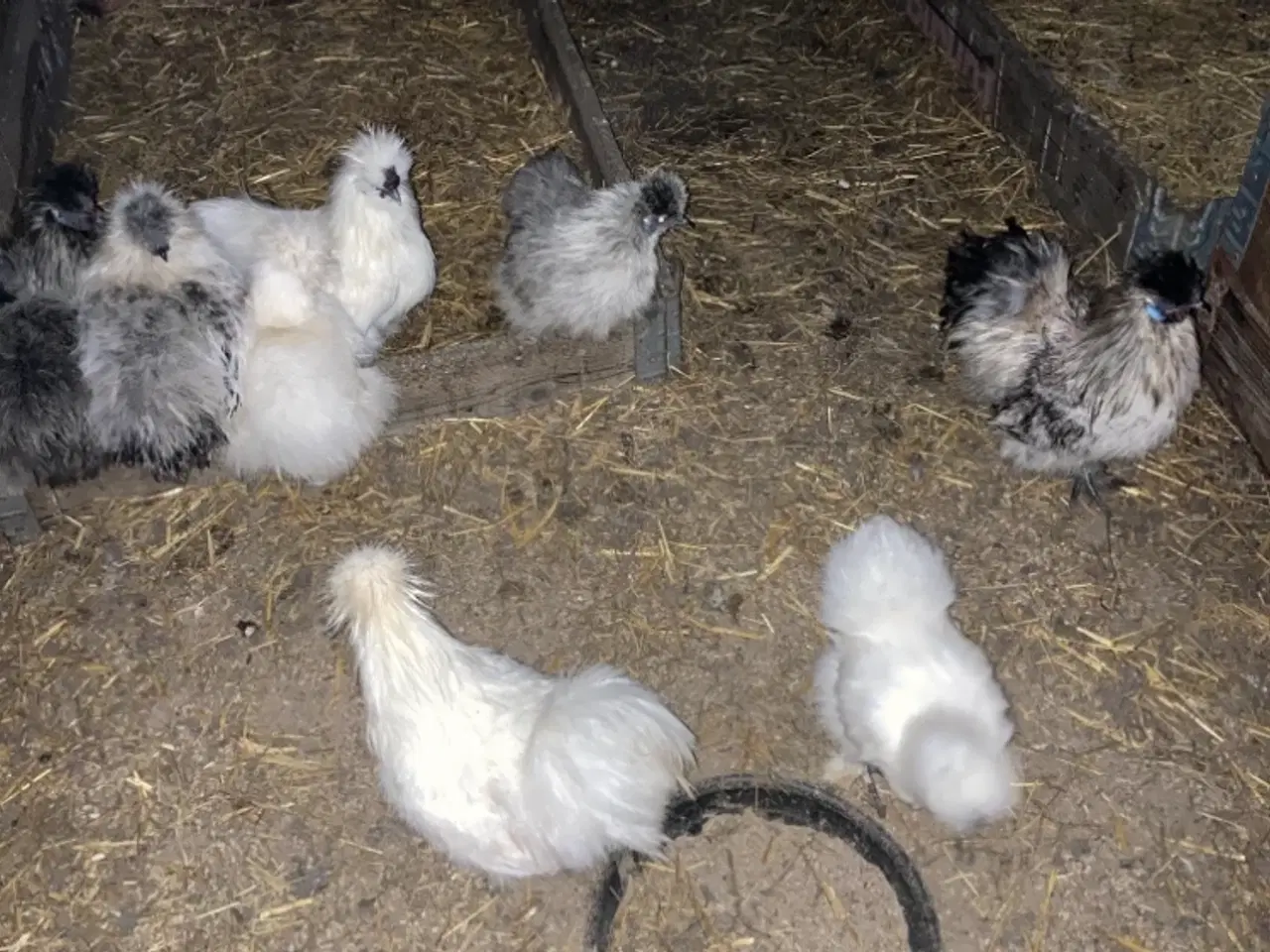 Billede 4 - Rene silke Høns