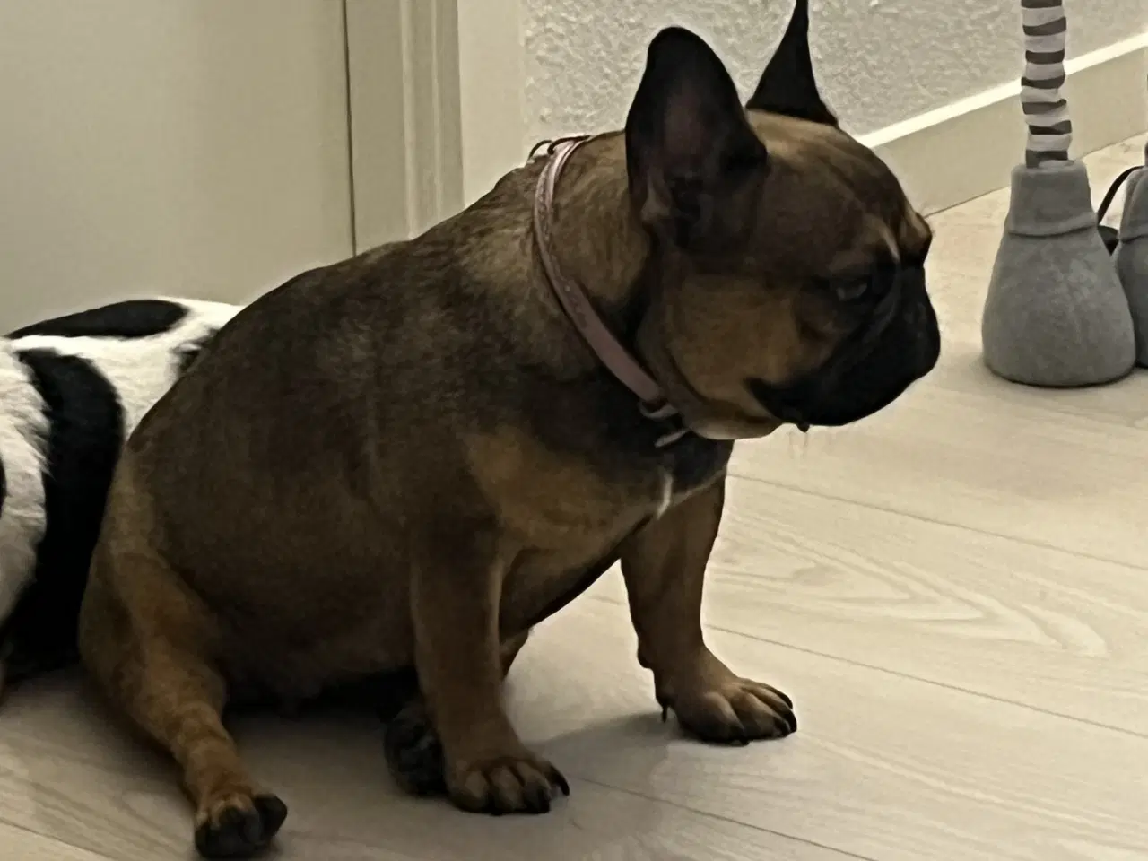 Billede 1 - Sød fransk bulldog tæve