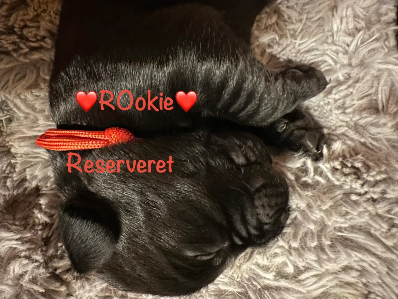 Billede 20 - Lækre Labrador Hvalpe Basser reserveret 😍