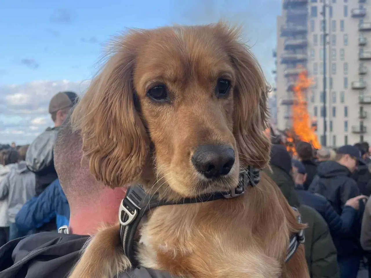 Billede 6 - Lækker Cocker Spaniel til parring