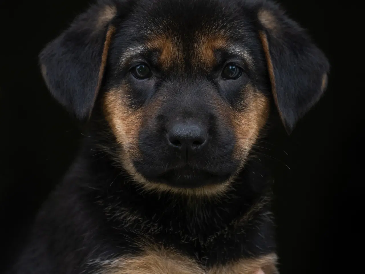 Billede 2 - Labrador schæfer hvalpe klar til nye hjem 