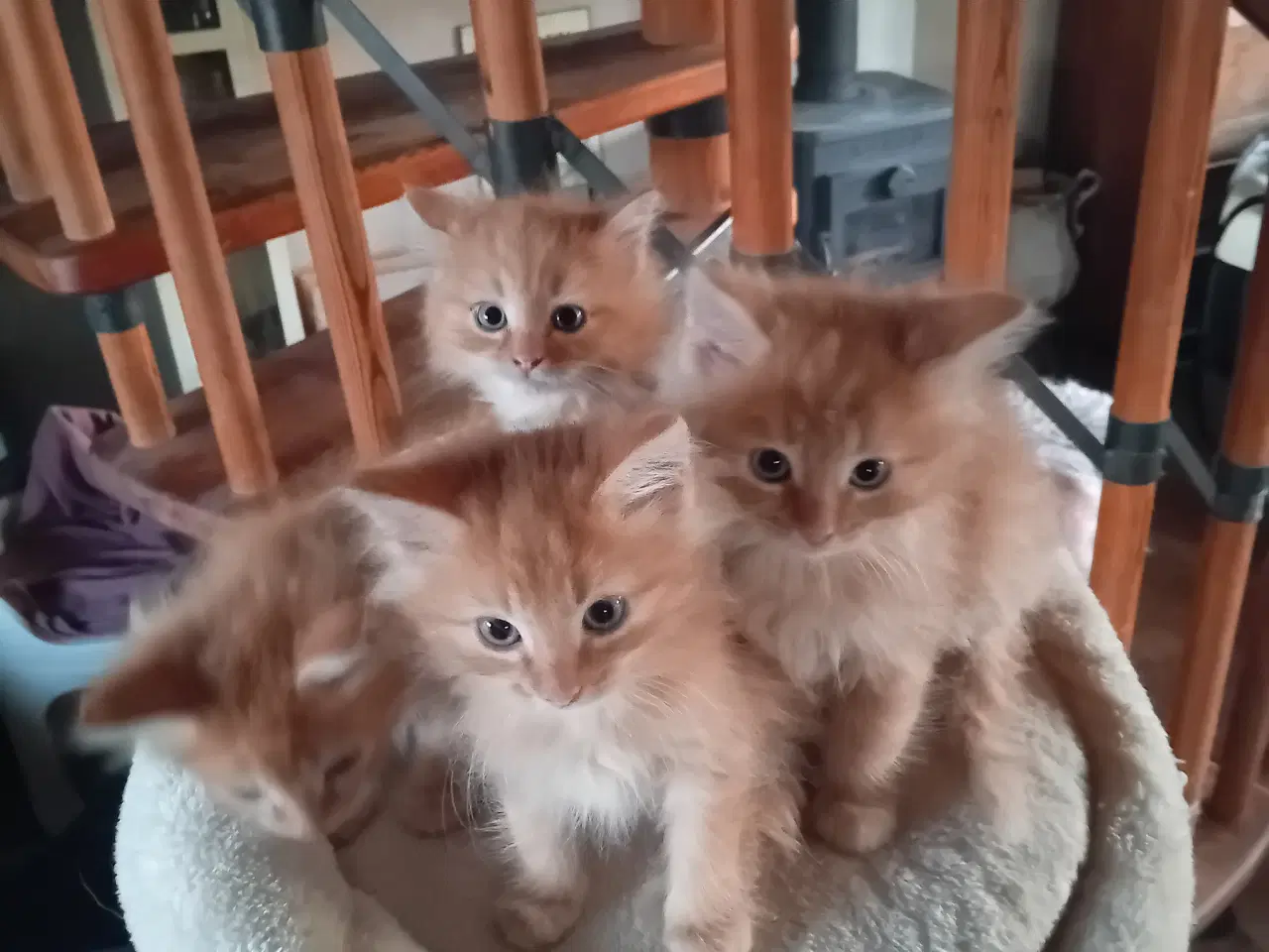 Billede 2 - Maincoon/Norsk Skovkat 