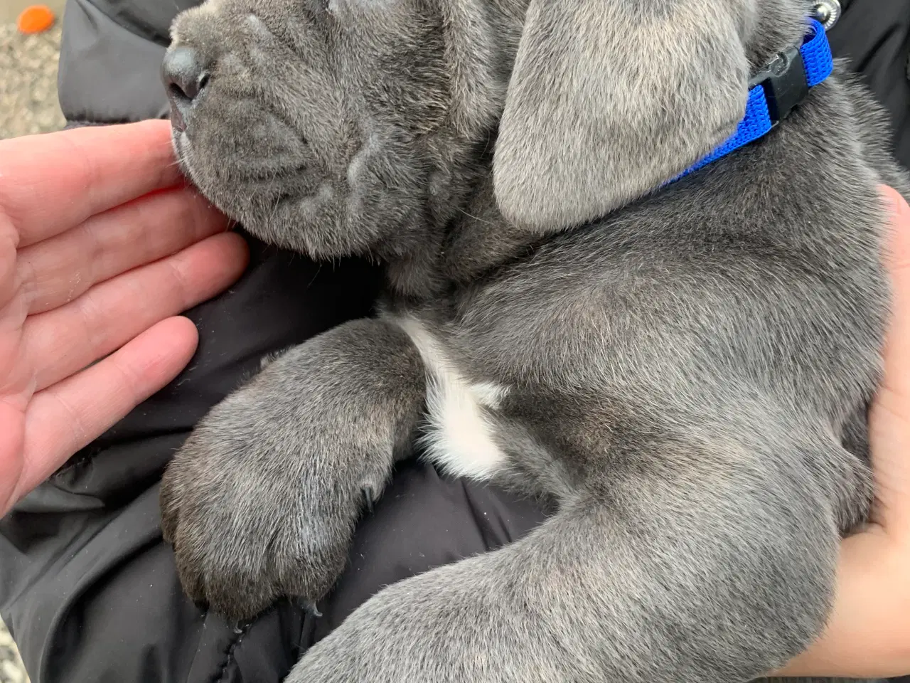 Billede 10 - Cane Corso Italiano hvalpe 