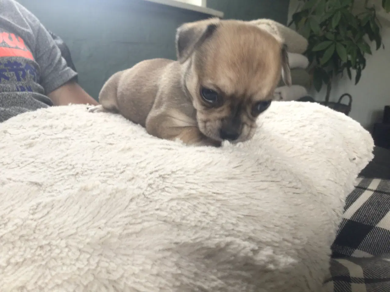 Billede 3 - Chihuahua hvalpe til salg