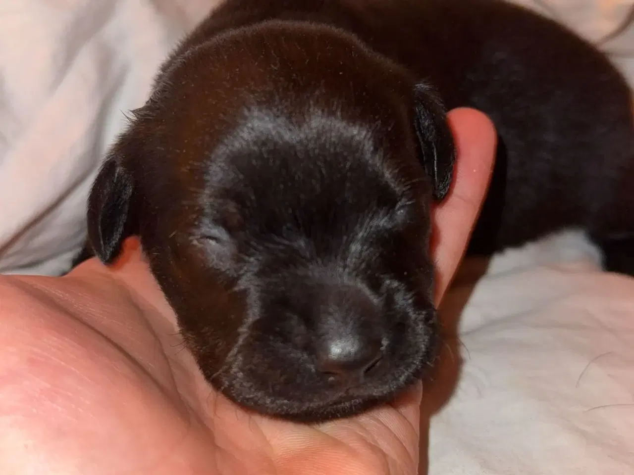 Billede 2 - Rottweiler / Labrador hvalpe