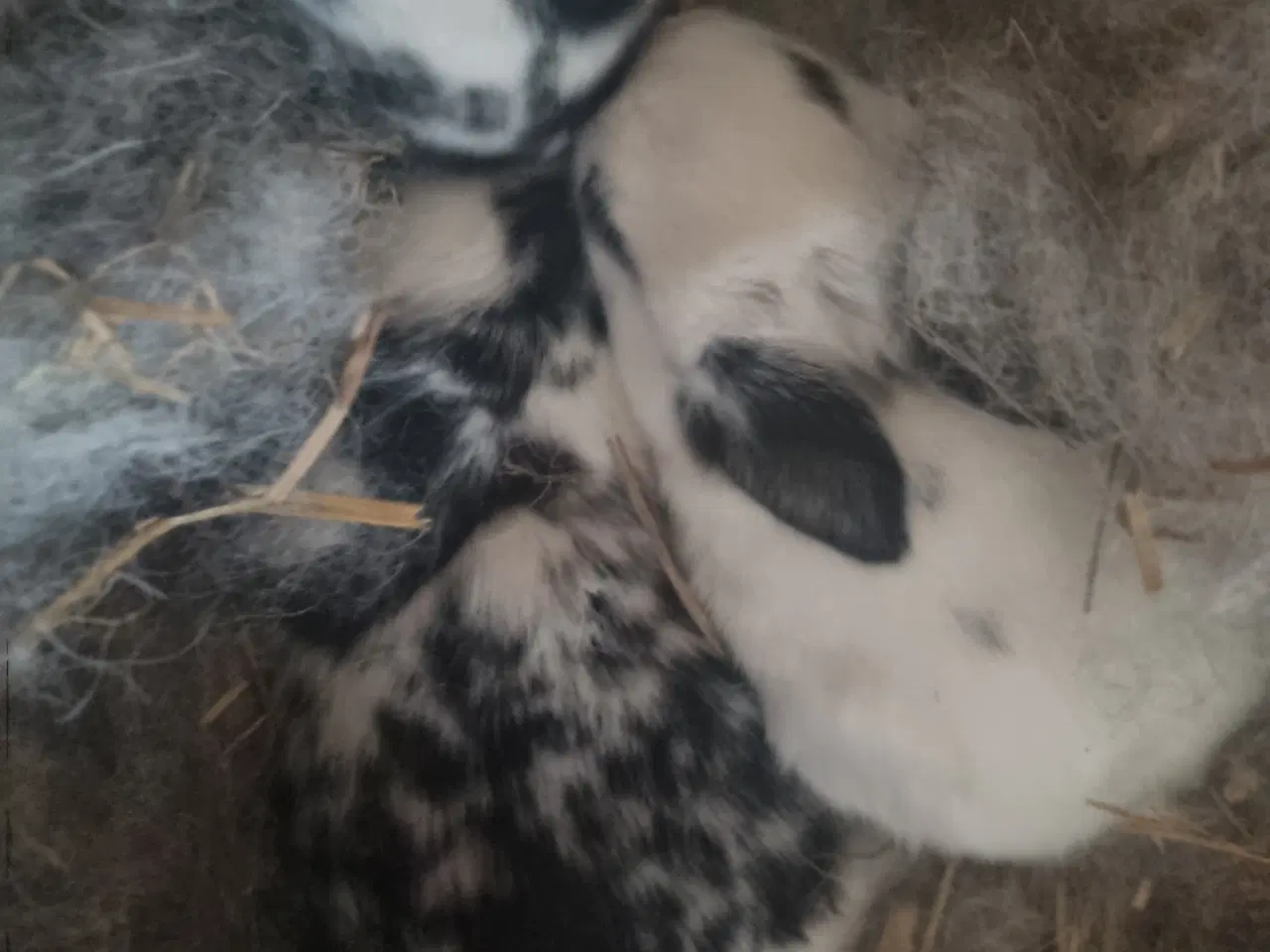 Billede 5 - Fine kaninunger