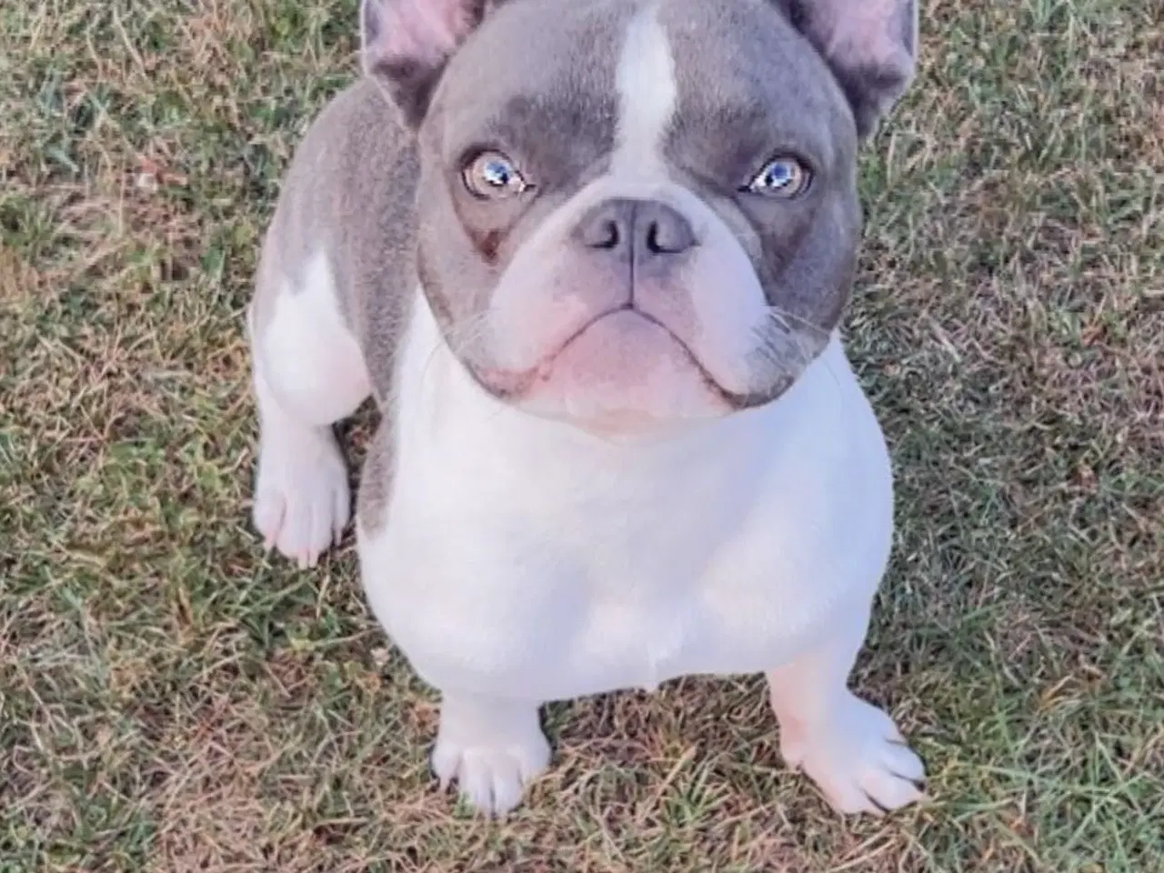 Billede 1 - Fransk bulldog 