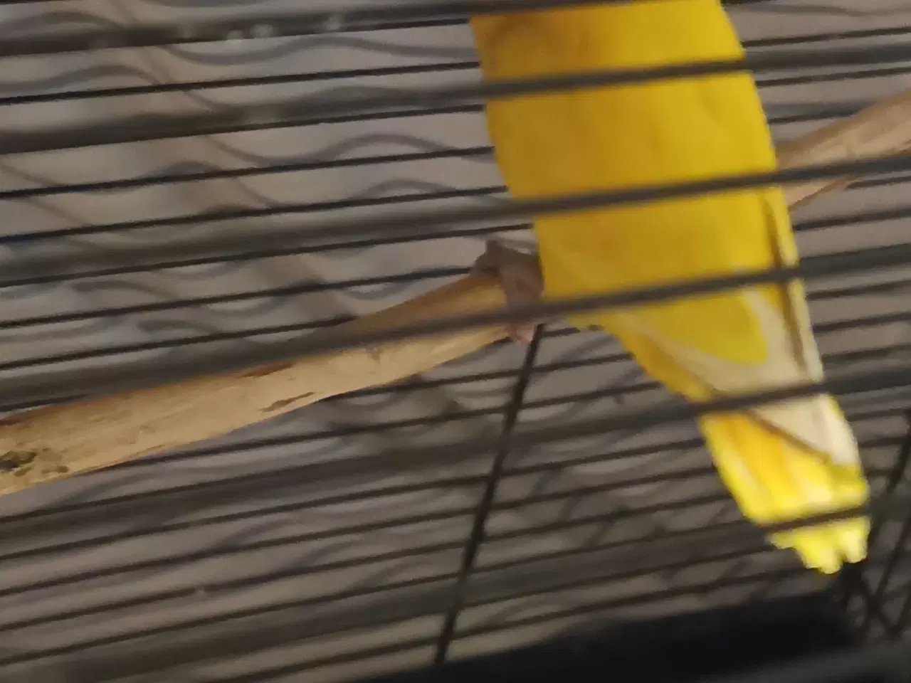 Billede 2 - Dværgpapegøje