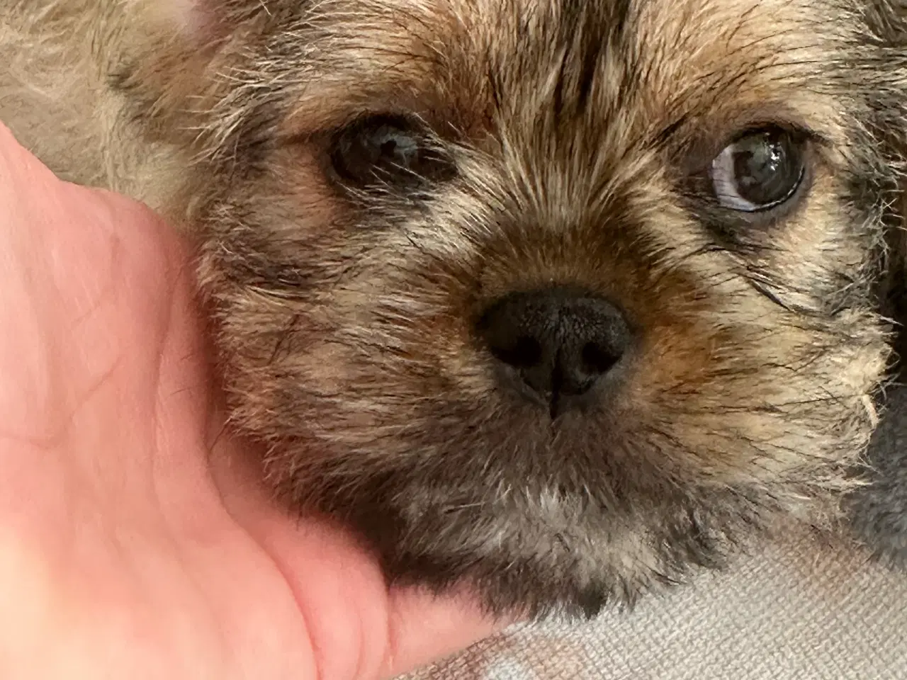 Billede 9 - Shih tzu blandinger 