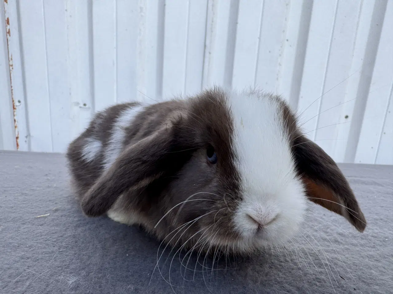 Billede 3 - Dværgvædder hankanin