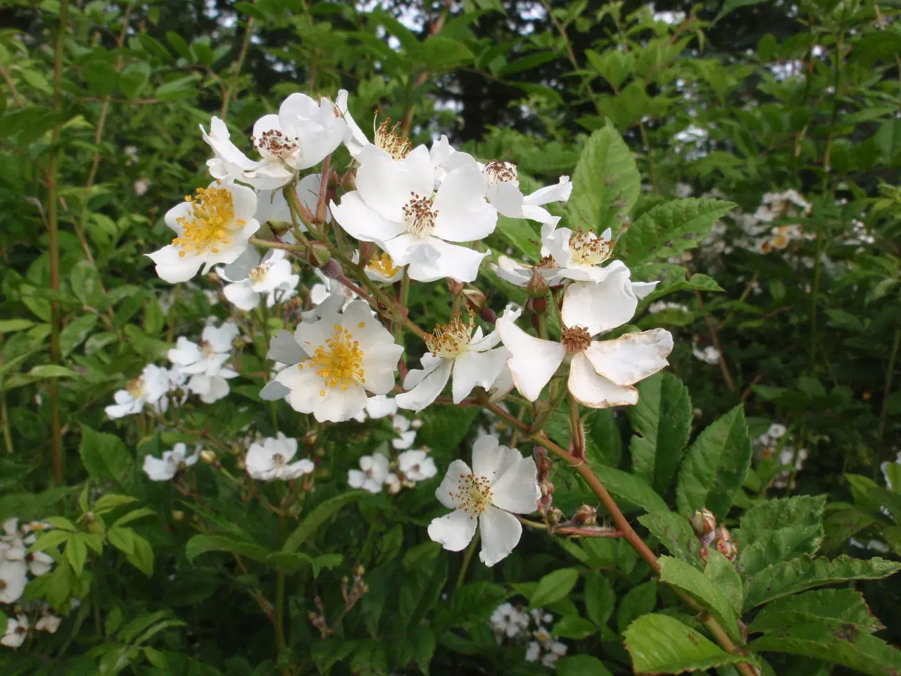 Billede 4 - Remisseplante Mangeblomstret rose.
