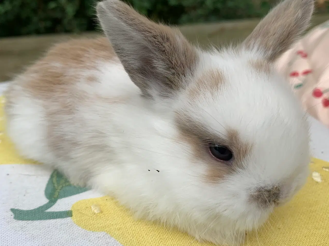 Billede 2 - Mini lop baby 