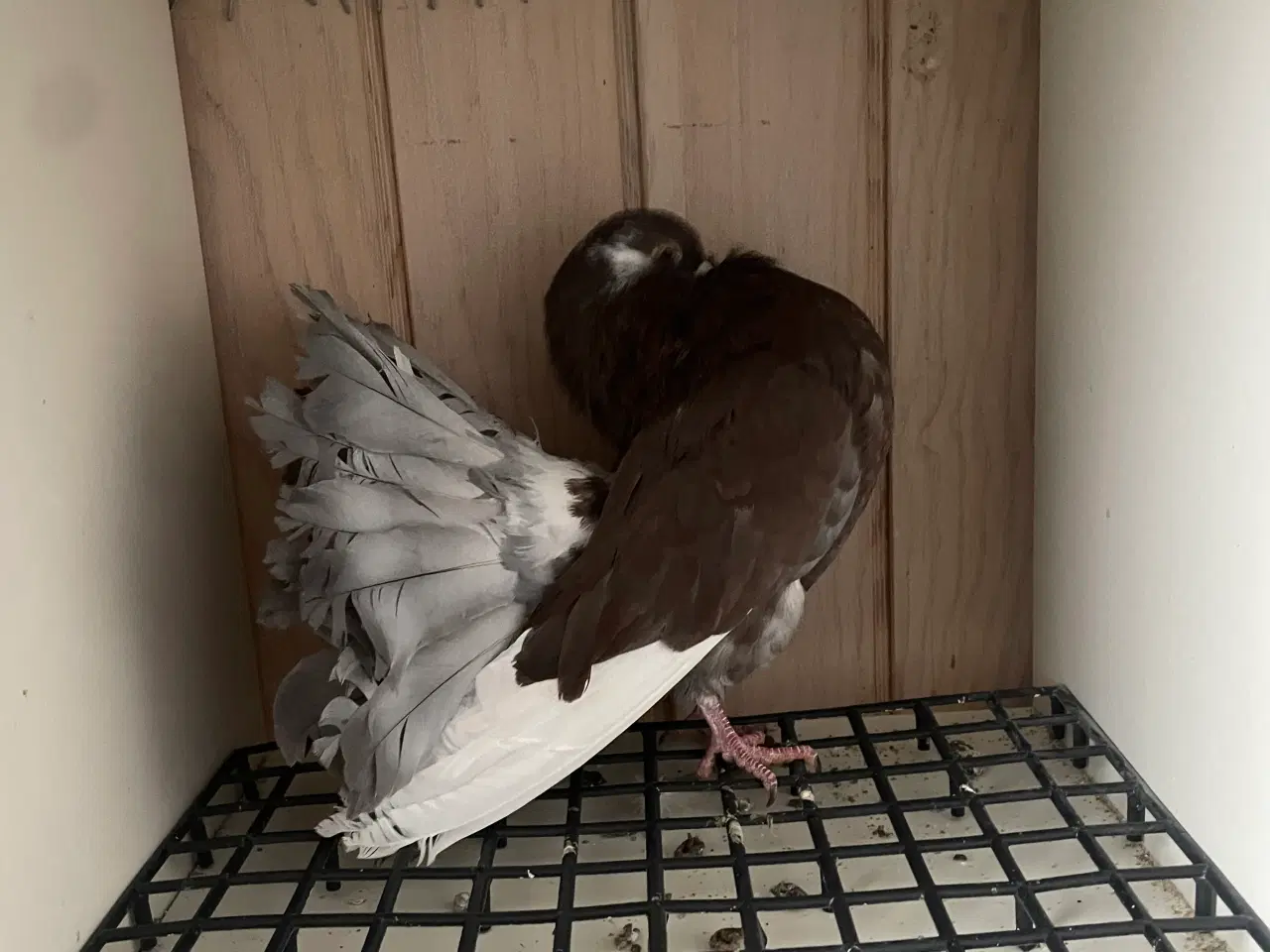 Billede 5 - Duer søger nyt hjem