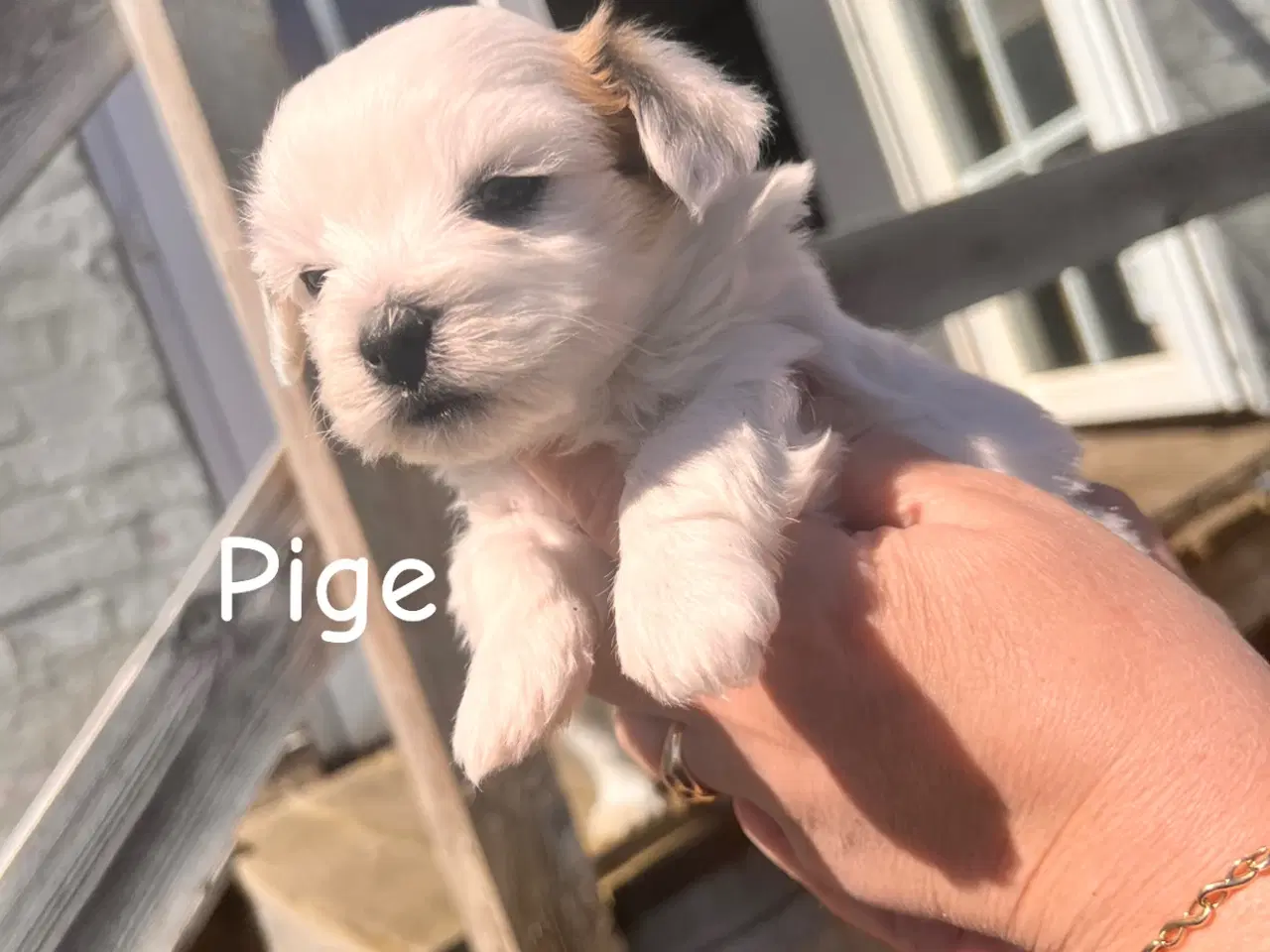 Billede 5 - Maltipoo med papillion 