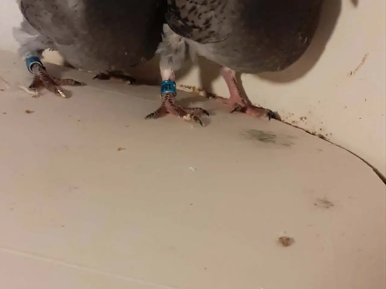 Billede 3 - Brevduer unger og Træningekurve