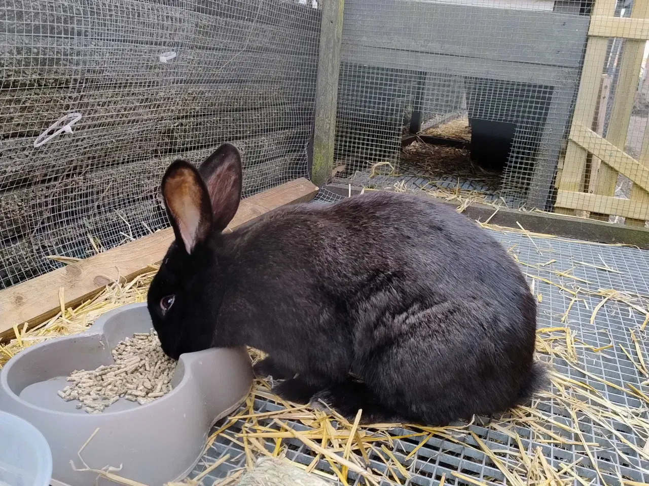 Billede 1 - Kæmpe belgisk 