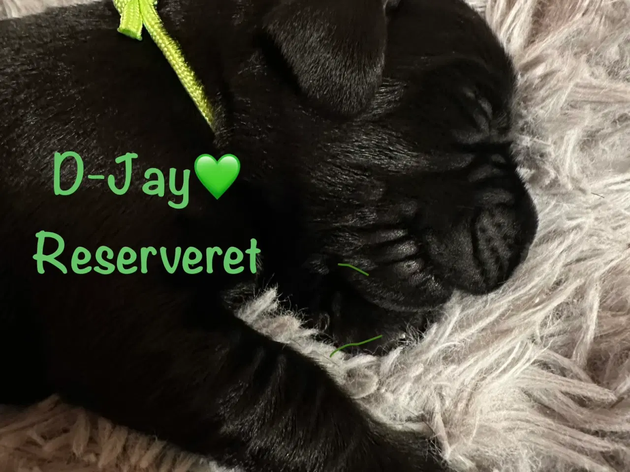 Billede 9 - Lækre Labrador Hvalpe Basser reserveret 😍