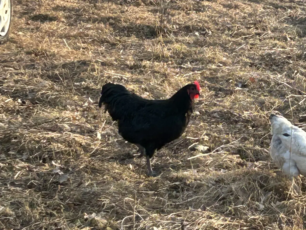 Billede 3 - Australorps haner