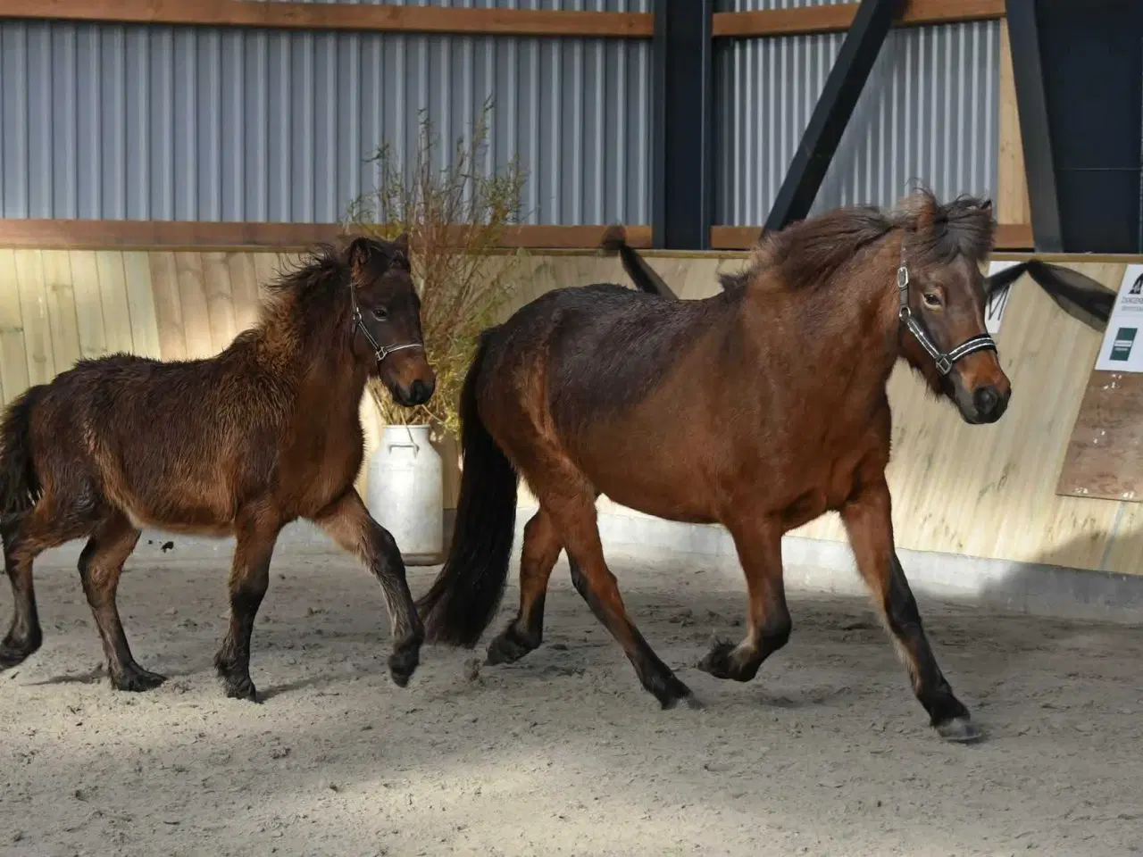 Billede 4 - Stor og cool ung islænder hoppe 
