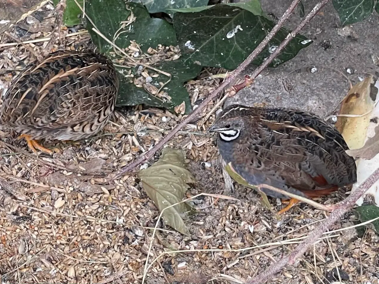 Billede 1 - Kinesiske dværgvagtler.