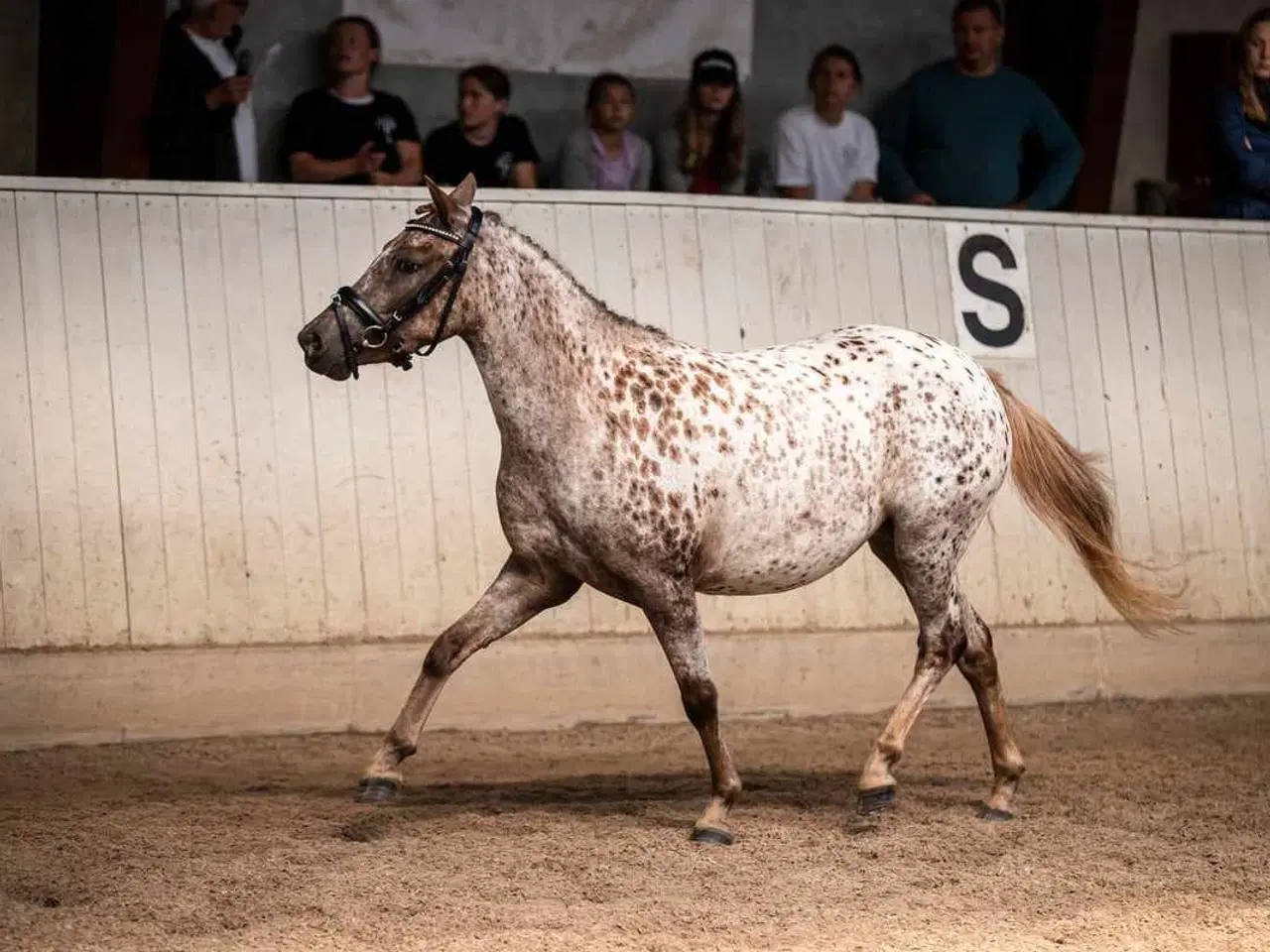 Billede 8 - 3èr pony hoppe