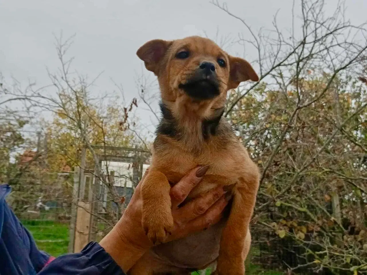 Billede 11 - Søde Dina leder efter sit 4-ever hjem 🏡💝