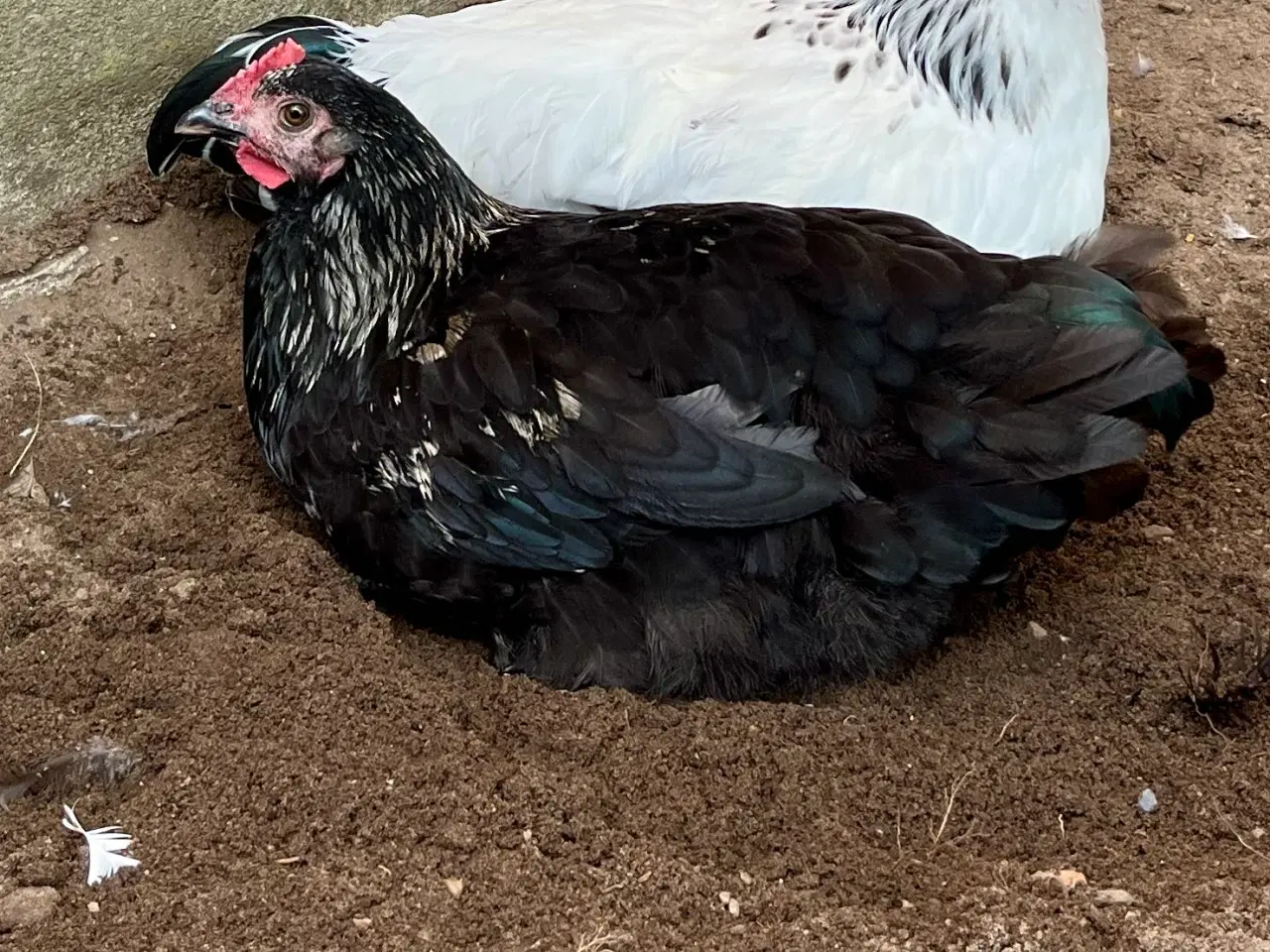 Billede 4 - 4 smukke haner blanding Australorps/ lys sussex