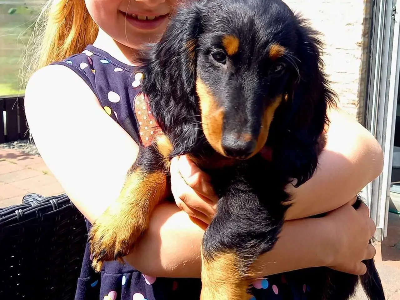 Billede 14 - Langhåret dværg gravhund med  DKKstamtavle.
