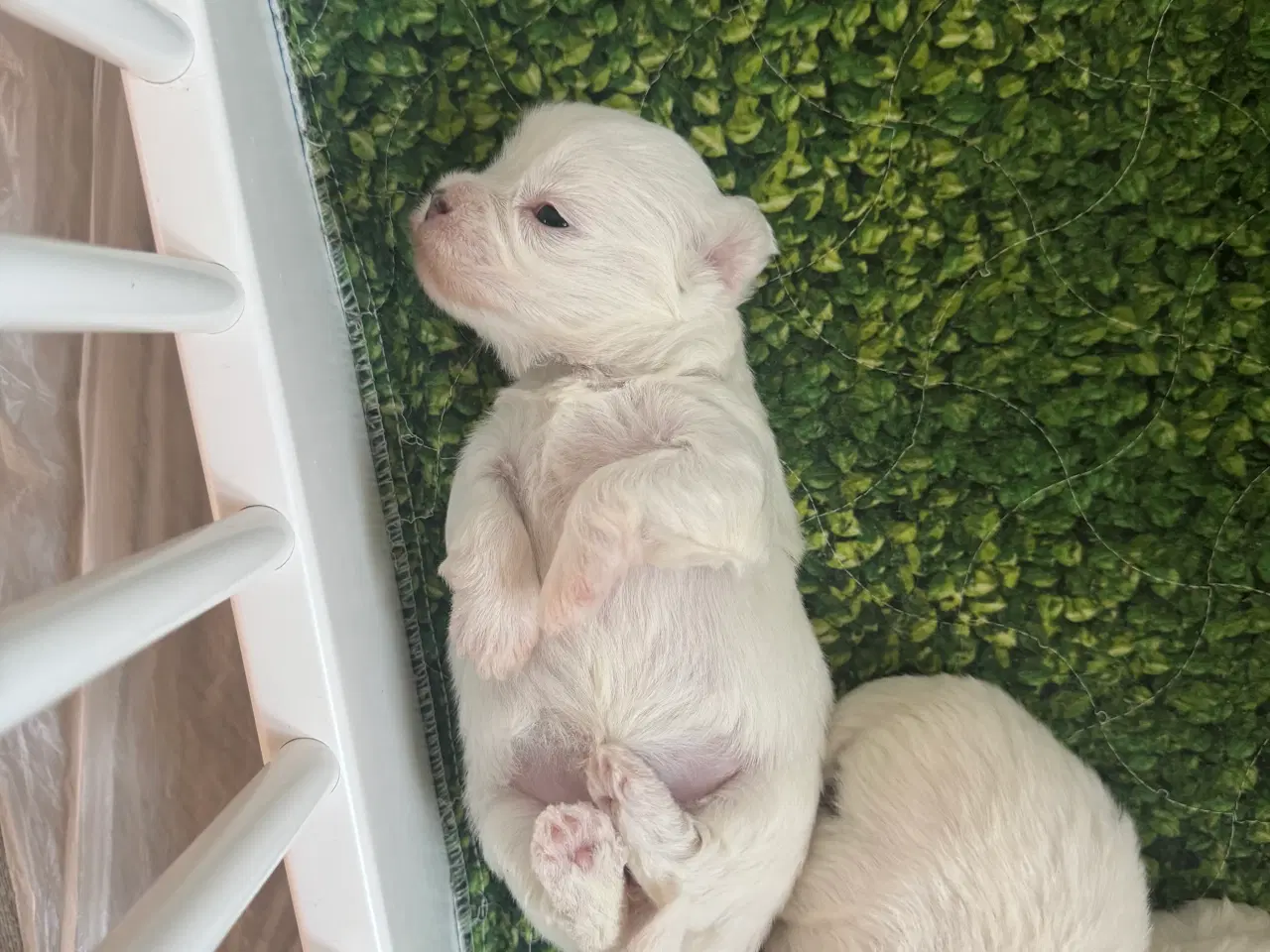 Billede 2 - Coton de tulear med stamtavle